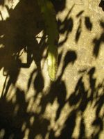 portugese leaf with shadows thumb